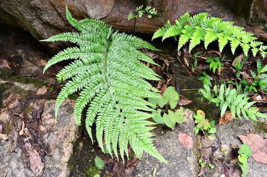 Plancia ëd Microlepia strigosa (Thunb.) C. Presl