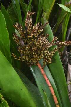 Image of Aechmea polyantha E. Pereira & Reitz