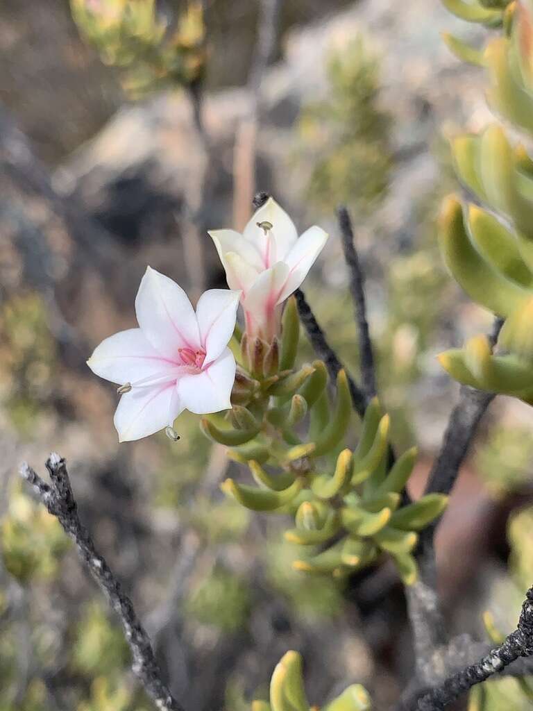 Image of Phyllosma capensis Bolus