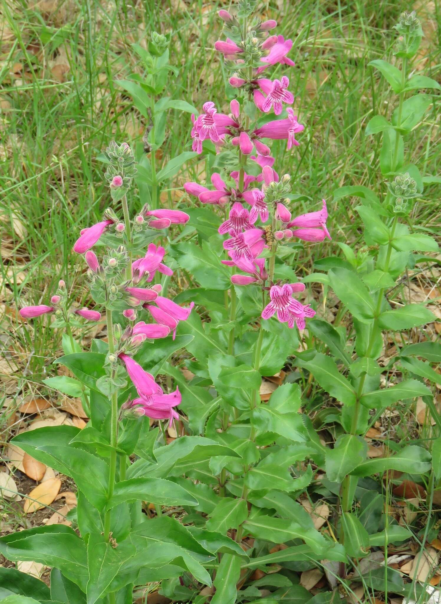 Слика од Penstemon triflorus Heller