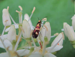 Imagem de Micropterix maschukella Alphéraky 1870