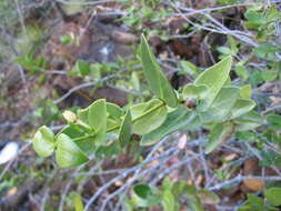 Image of Cyclophyllum letocartiorum Mouly