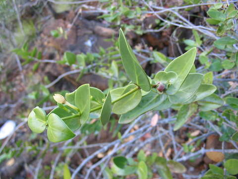 صورة Cyclophyllum letocartiorum Mouly