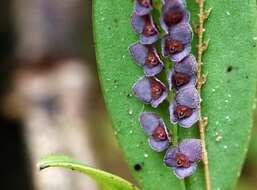 Image of Stelis argentata Lindl.