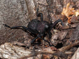 Image of Black tree weevil