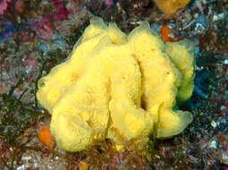 Image of Mediterranean mermaid's glove
