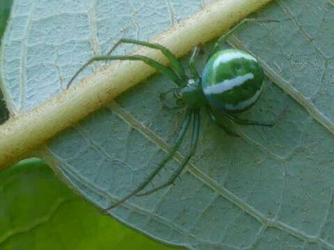 Image de Araneus juniperi (Emerton 1884)