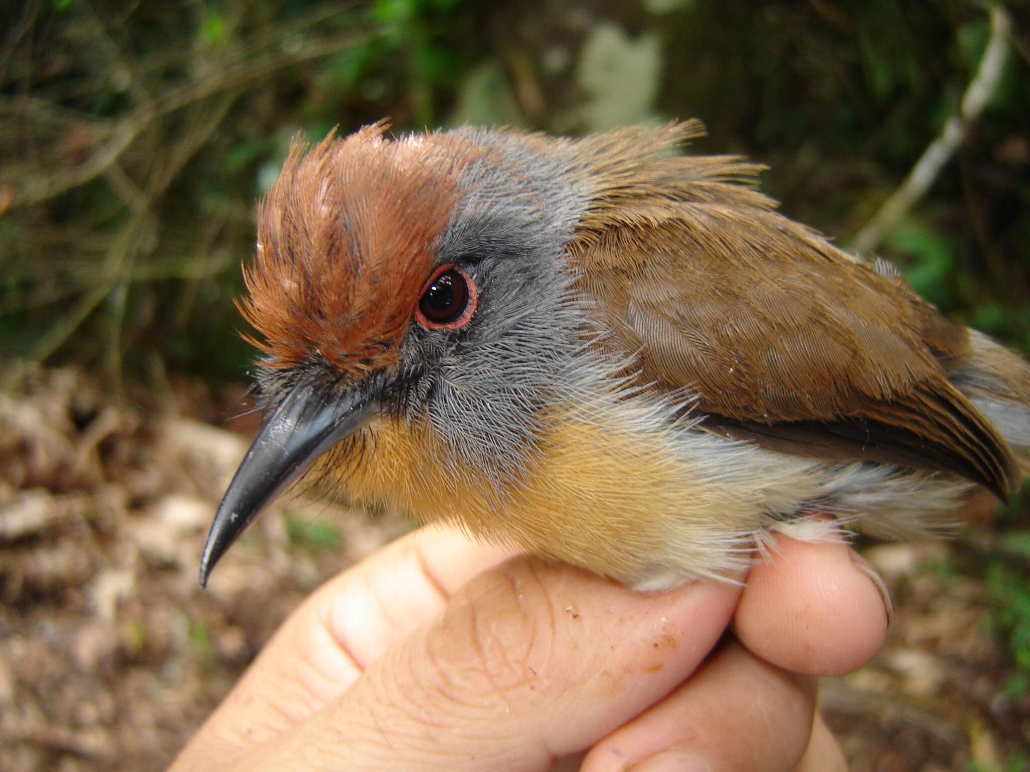 Image of Gray-cheeked Nunlet