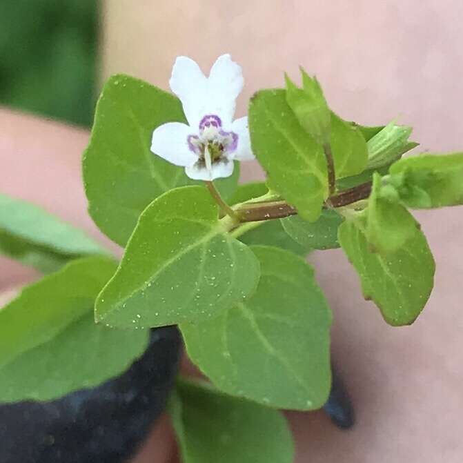 Clinopodium brownei (Sw.) Kuntze resmi