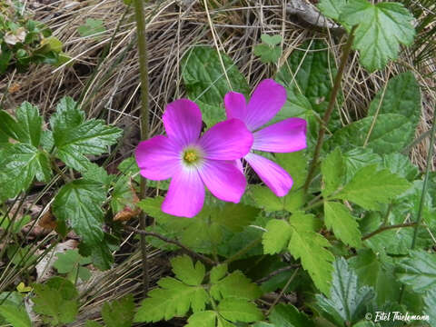 Image of Oxalis arenaria Bert.