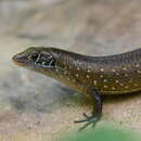 Image of Zonosaurus subunicolor (Boettger 1881)