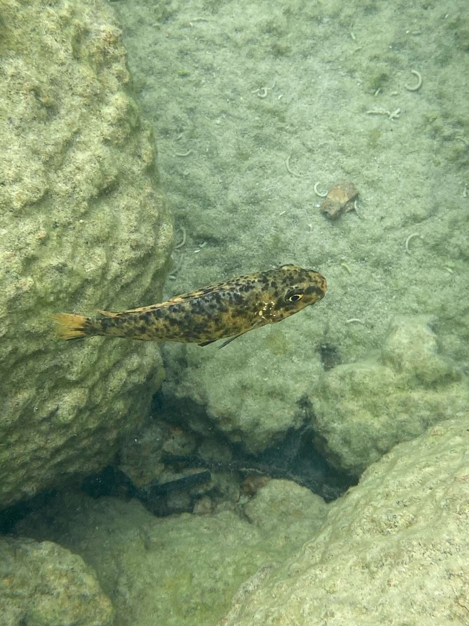 Image of Mbuna Fish