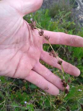 Слика од Rhynchospora glomerata (L.) Vahl