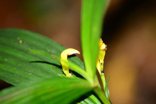 Image de Corymborkis flava (Sw.) Kuntze