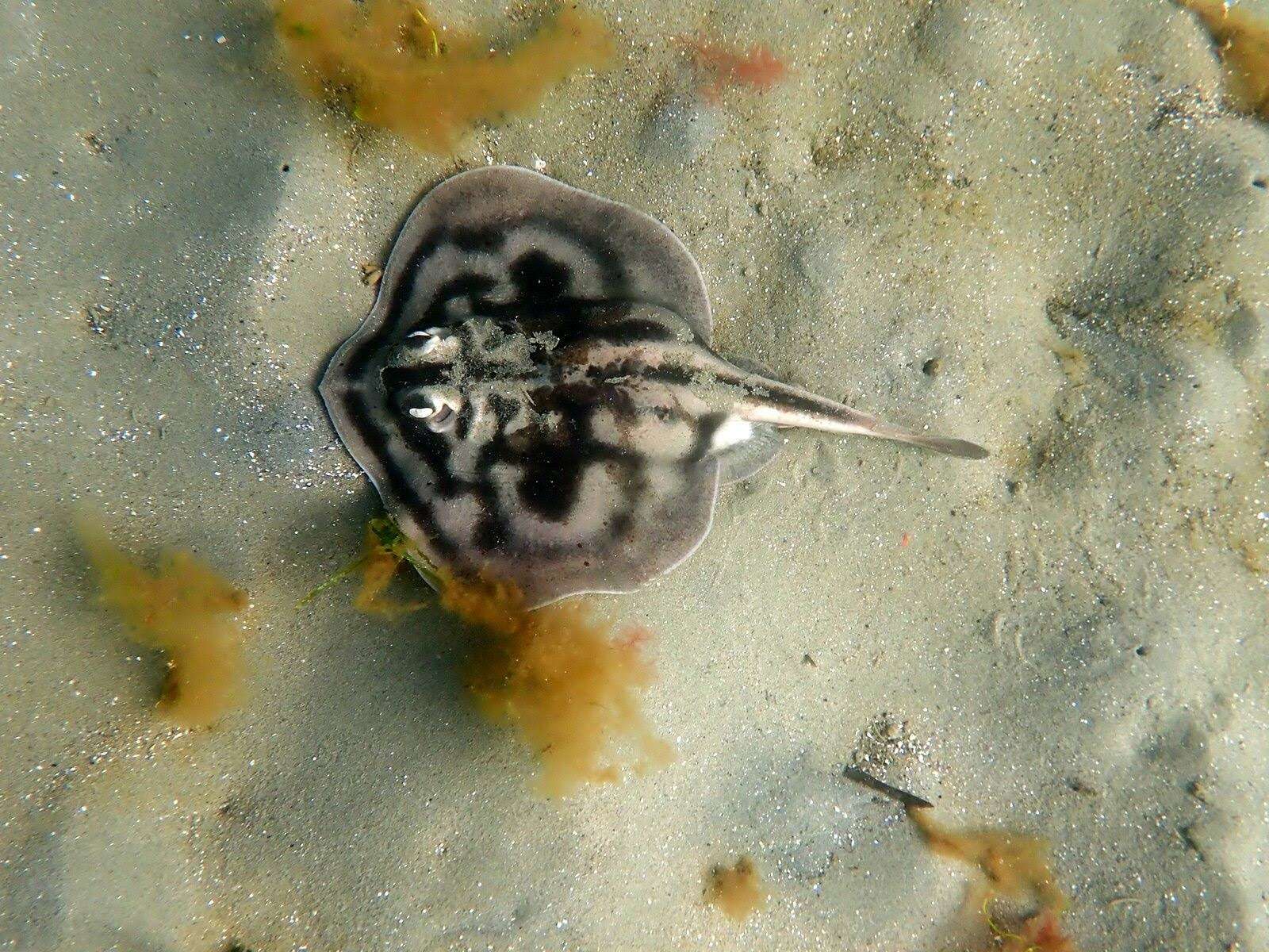 Image of Banded Stingaree