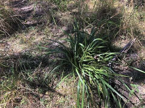 Image of Dianella brevipedunculata R. J. F. Hend.