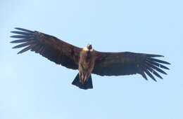 Image of Vultur Linnaeus 1758