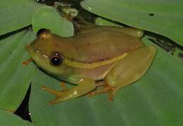 Image of Argus Reed Frog