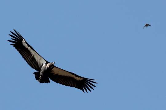 Image of Asian White-backed Vulture