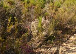 Image of Erica uberiflora E. G. H. Oliver