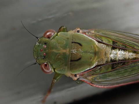 Sivun Chlorocysta vitripennis (Westwood 1851) kuva