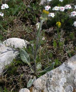 Image of Tephroseris integrifolia subsp. jailicola (Juz.) Greuter