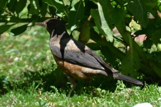 Image of Kessler's Thrush