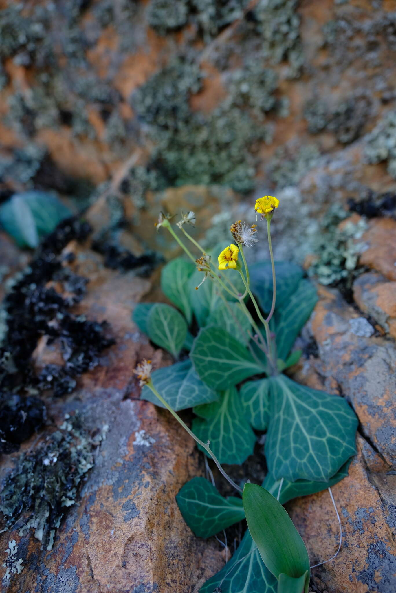 Plancia ëd Othonna macrophylla DC.