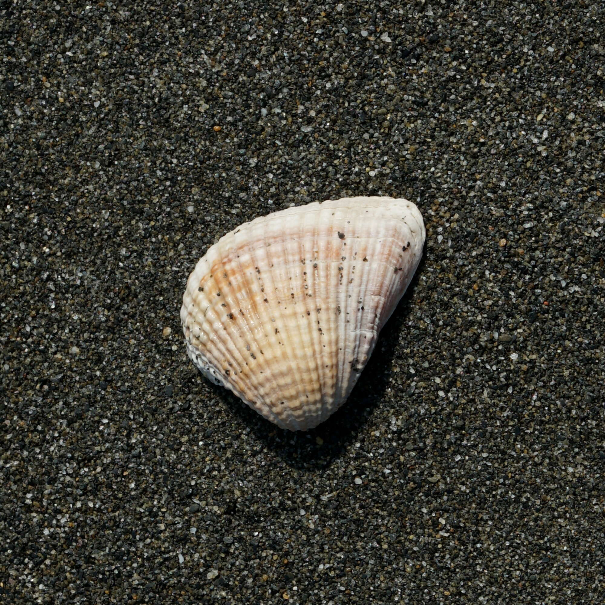 Image of Anomalodiscus squamosus (Linnaeus 1758)