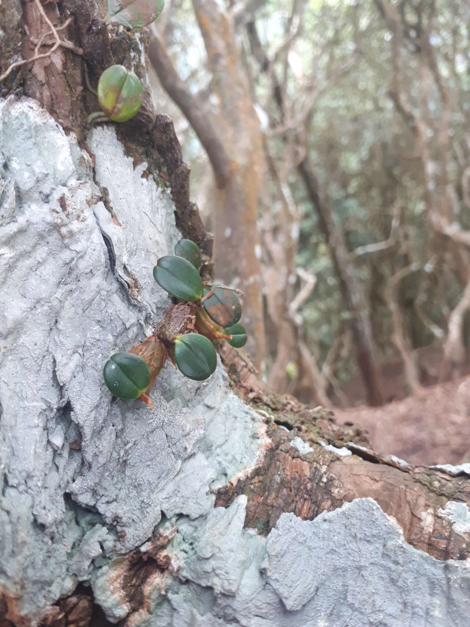 Dendrobium sanseiense Hayata的圖片