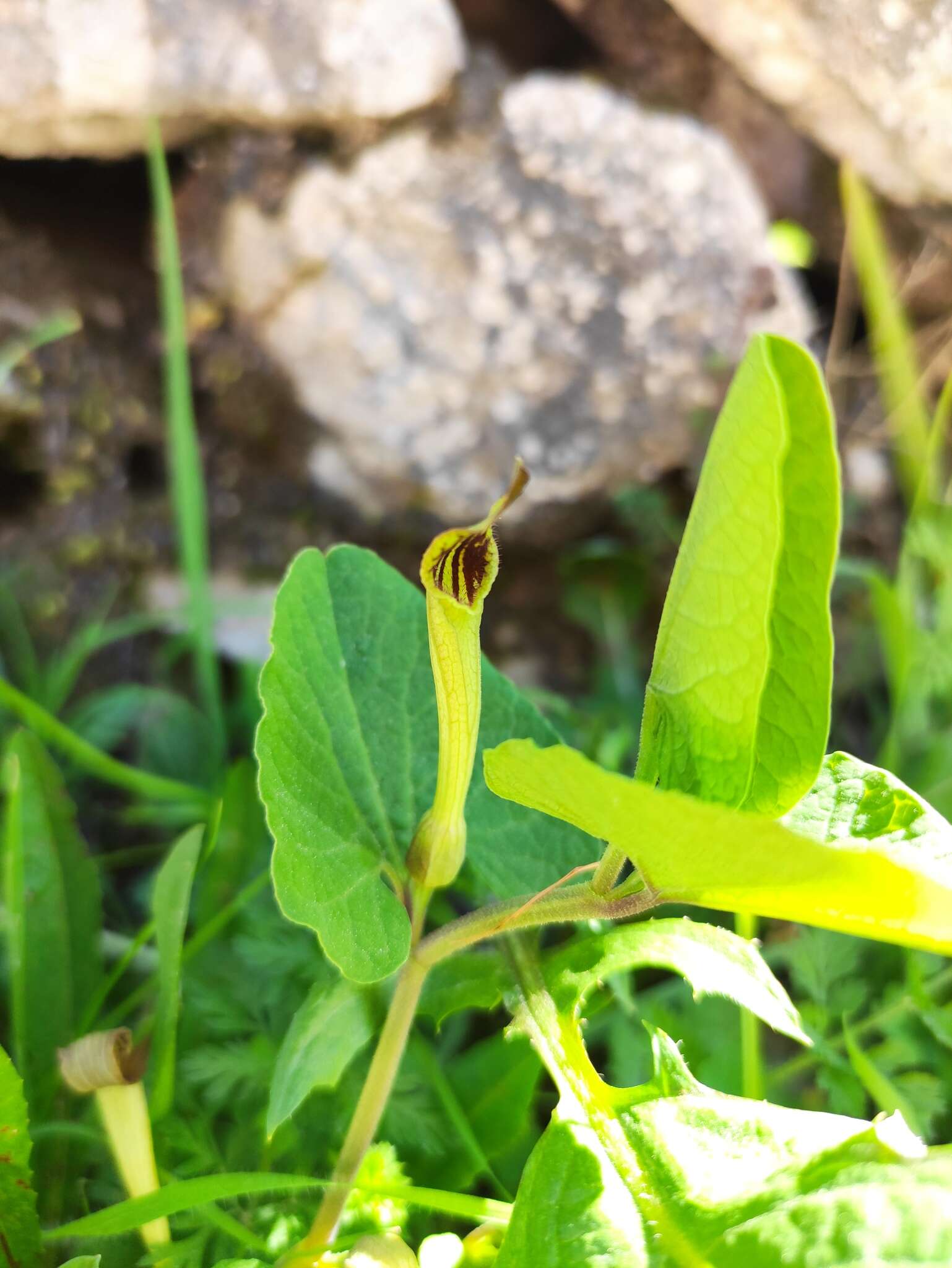 Image of Aristolochia paucinervis Pomel