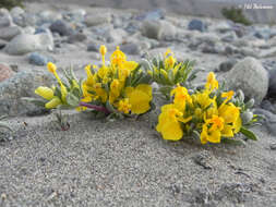 Image of Cruckshanksia pumila Clos