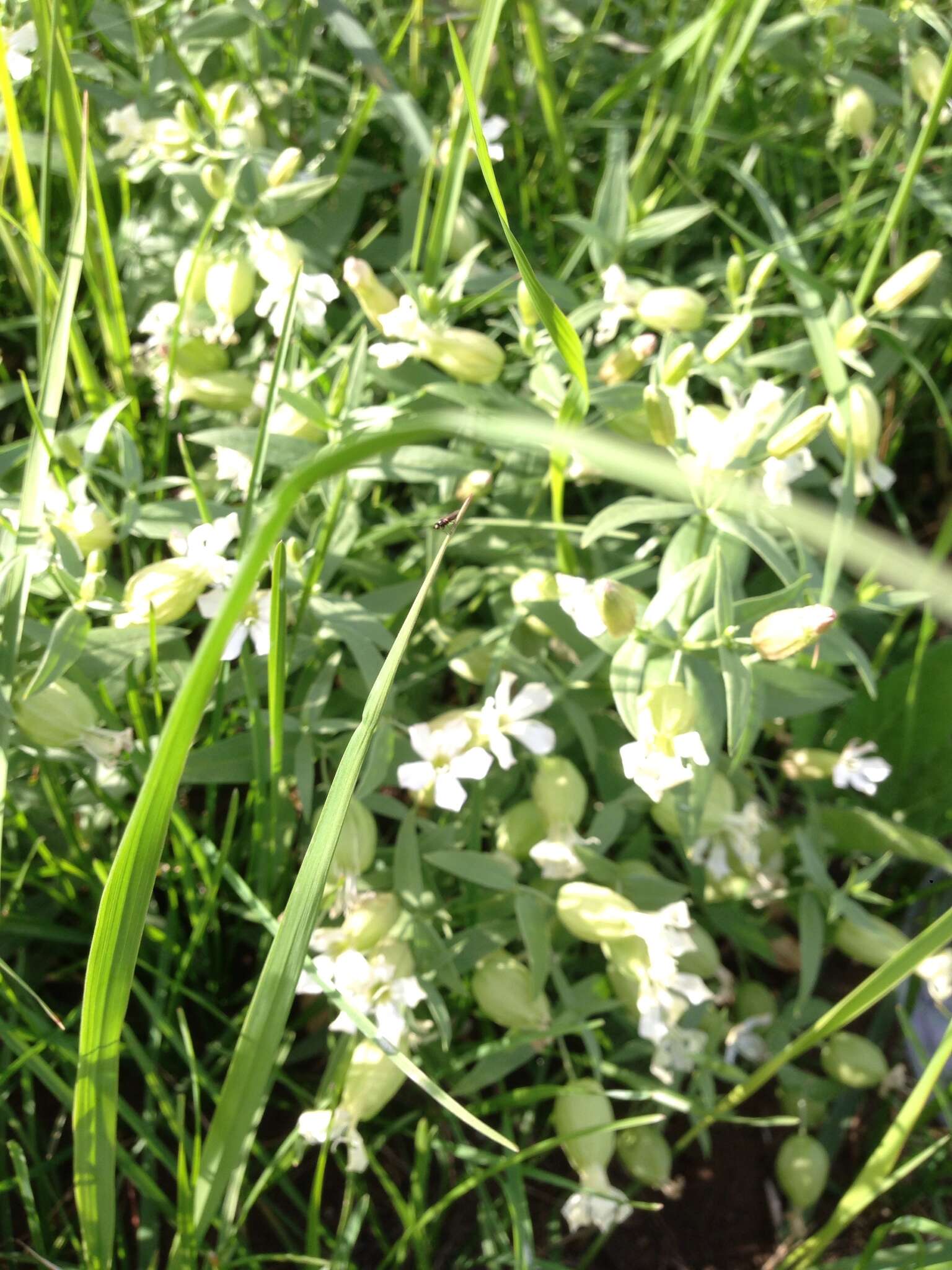 Image of Silene procumbens Murr.