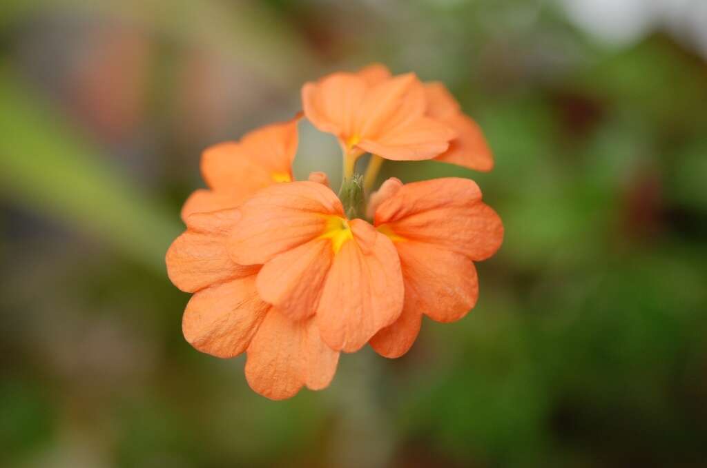 Image of Crossandra infundibuliformis (L.) Nees