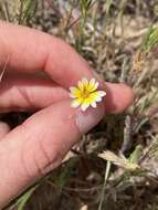 Image de Pentachaeta aurea subsp. allenii Keil