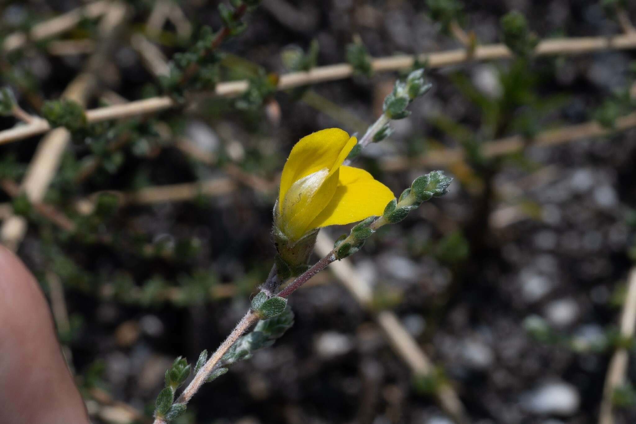 Слика од Aspalathus intervallaris Bolus