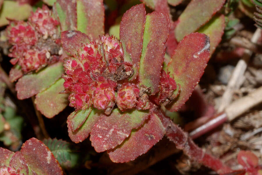 Euphorbia densiflora (Klotzsch) Klotzsch的圖片