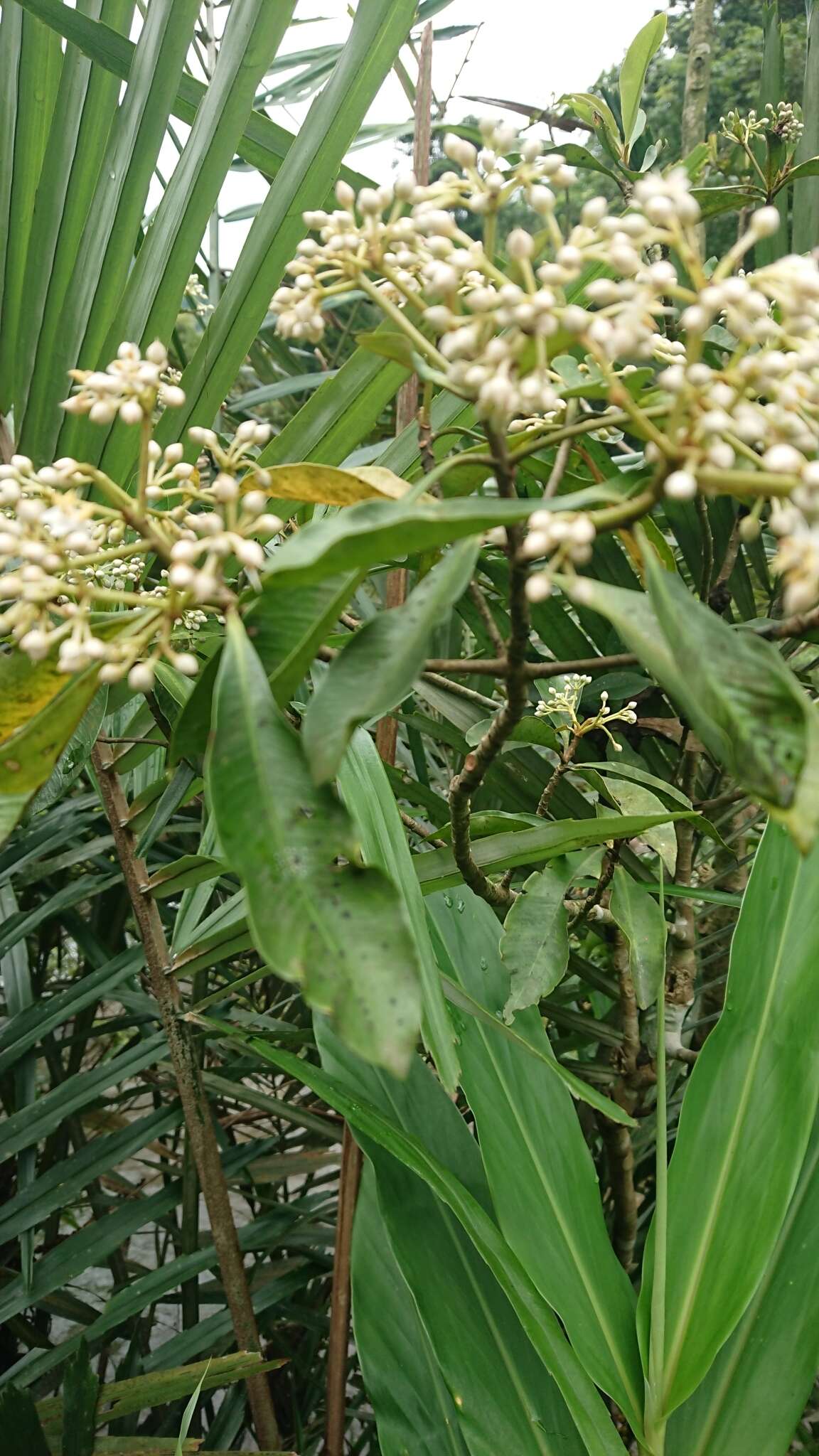 Image of Ardisia sieboldii Miq.