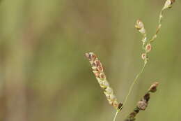 Plancia ëd Claviceps paspali F. Stevens & J. G. Hall 1910