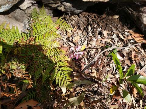 Image of Blotched hyacinth-orchid