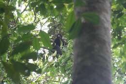 Image of Red-nosed Bearded Saki