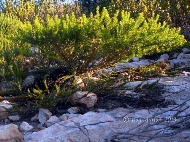 Plancia ëd Aspalathus sanguinea subsp. foliosa R. Dahlgren