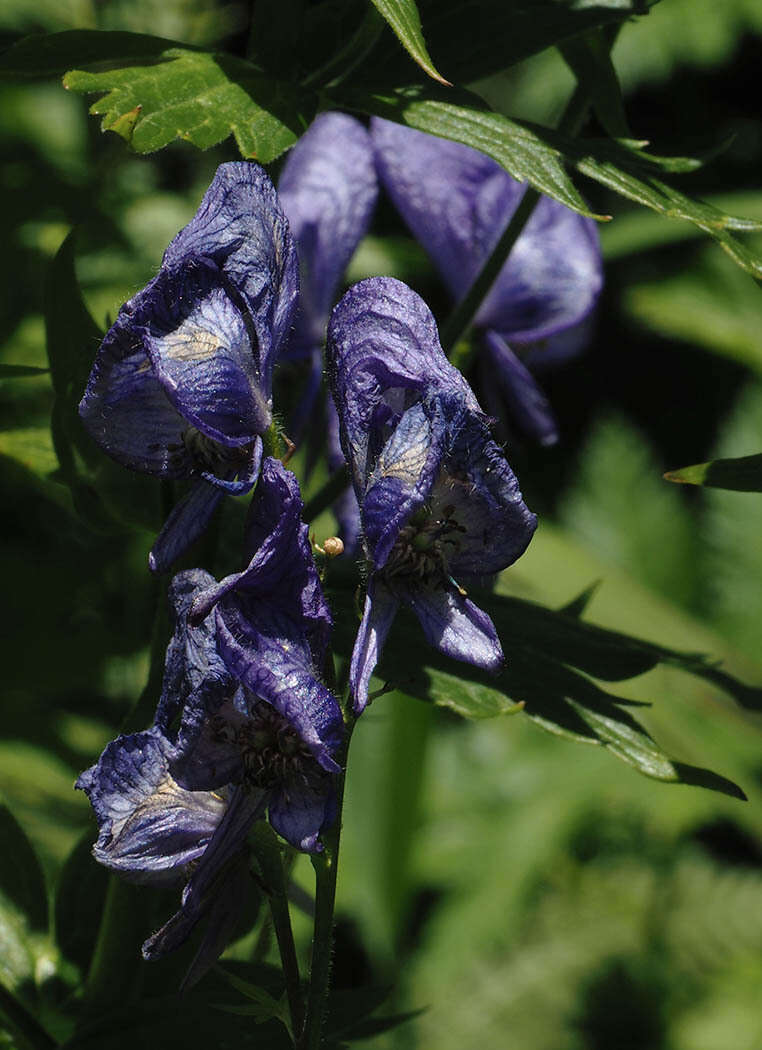 Sivun Aconitum columbianum subsp. columbianum kuva