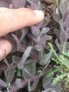 Image of softleaf Indian paintbrush