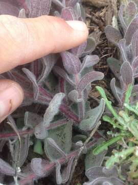 Image of softleaf Indian paintbrush