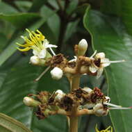 Image of Miconia stenostachya (Schrank & C. Martius) DC.