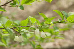 Image of mountain silverbell