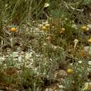 Image de Artemisia simplex (A. Nels.) Sòn. Garcia, Garnatje, Mc Arthur, Pellicer, S. C. Sand. & Vallès-Xirau
