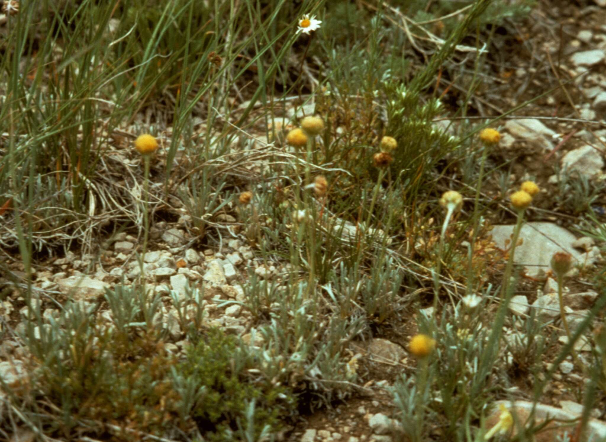 Artemisia simplex (A. Nels.) Sòn. Garcia, Garnatje, Mc Arthur, Pellicer, S. C. Sand. & Vallès-Xirau的圖片