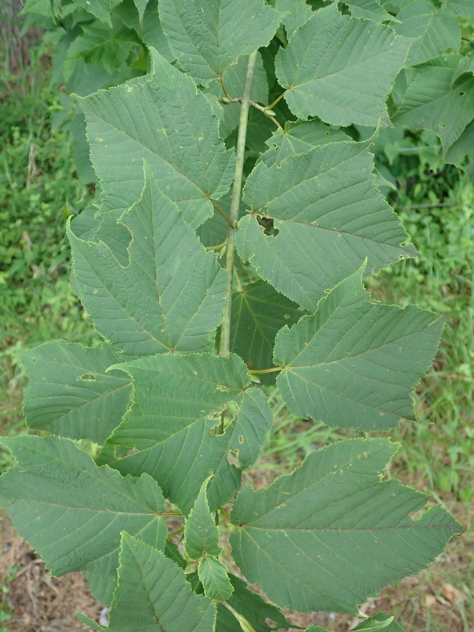 Image of Grey-budded snake-bark-maple